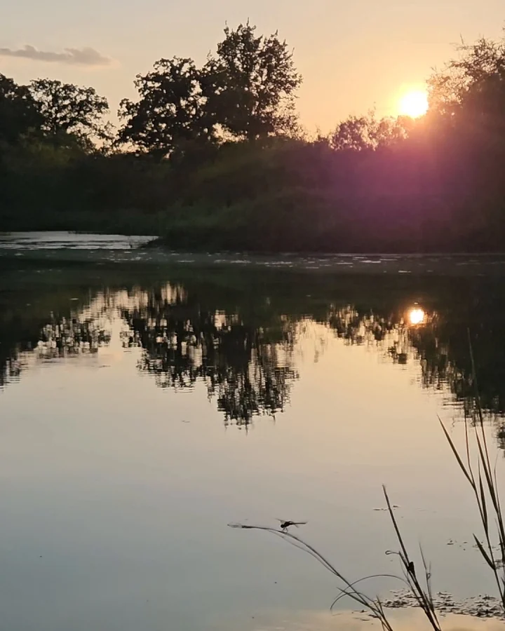 Pond at sunset through the reeds