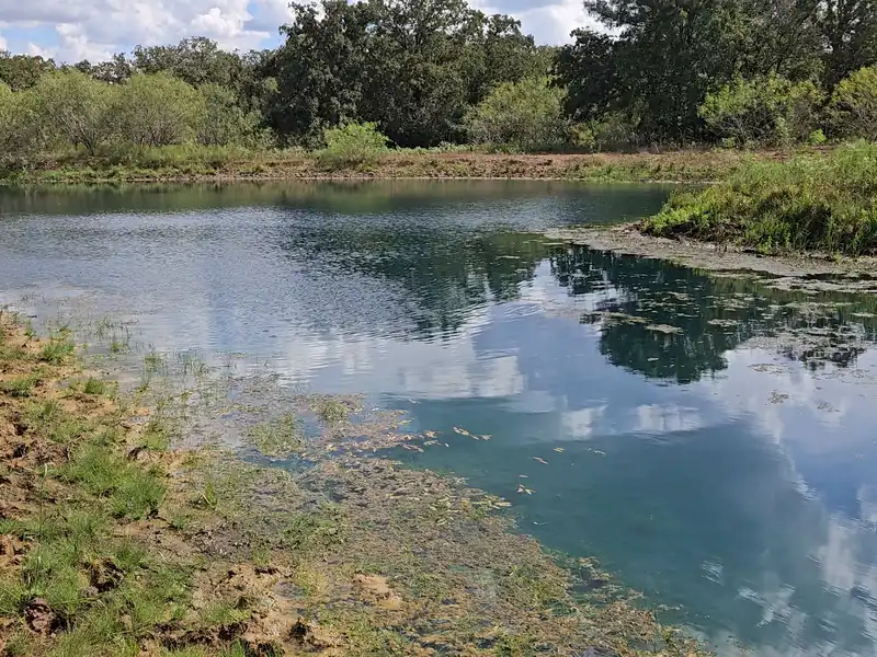 Pond edge with clouds on the water
